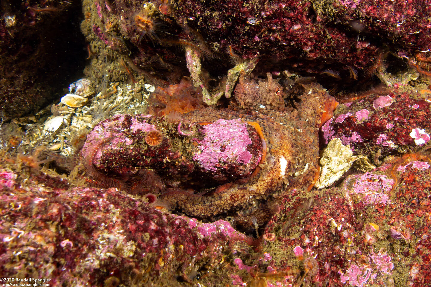 Octopus rubescens (Red Octopus); Can you find the octopus?