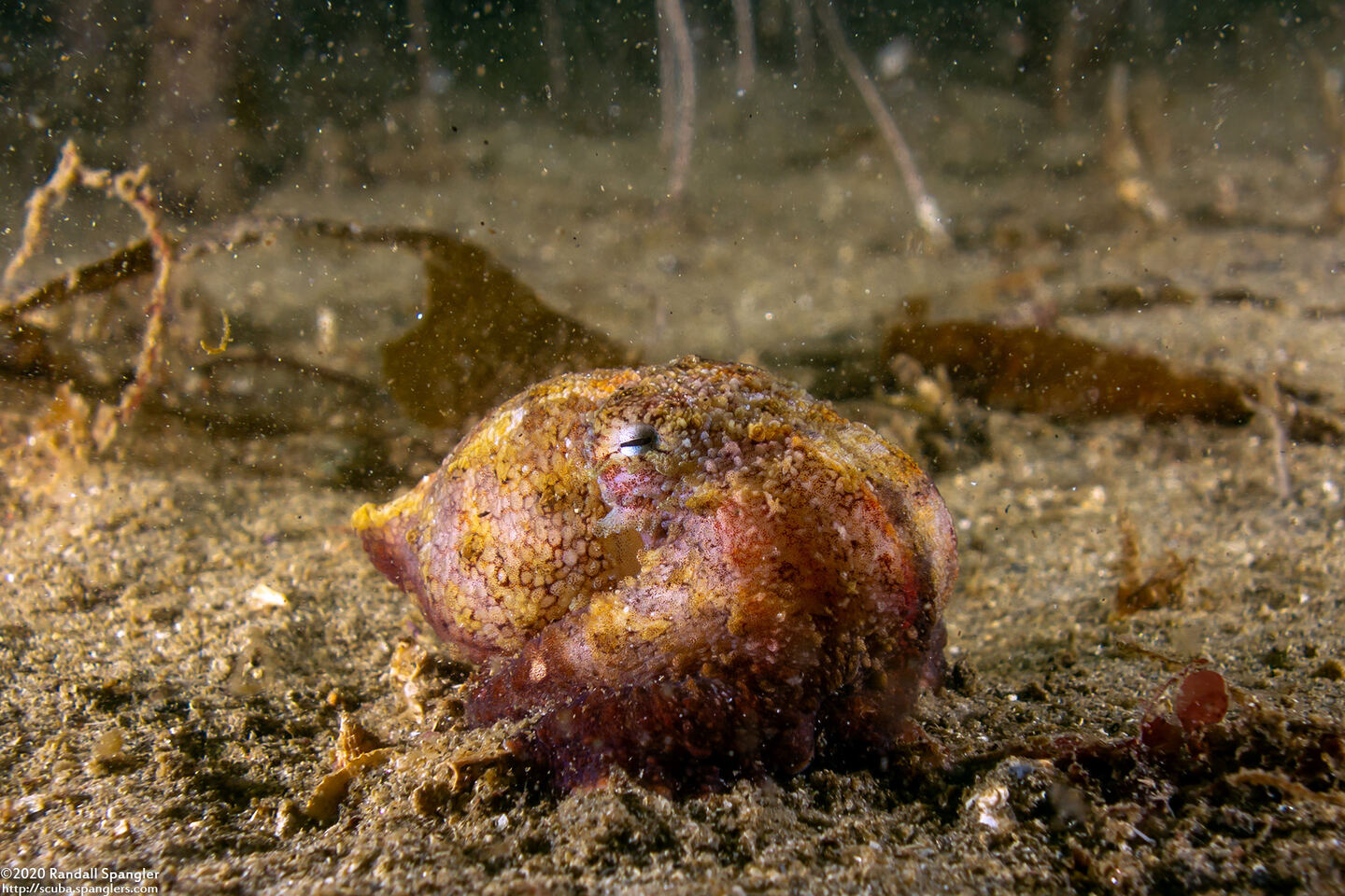 Octopus rubescens (Red Octopus); Pretending to be a rock