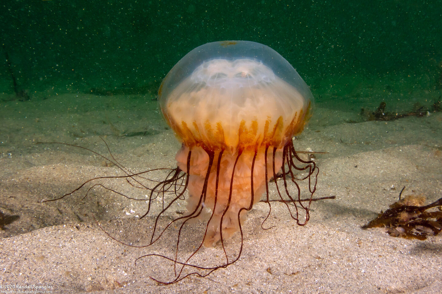 Chrysaora fuscescens (Brown Jellyfish); Brown coating rubbed off of bell, showing internal structure