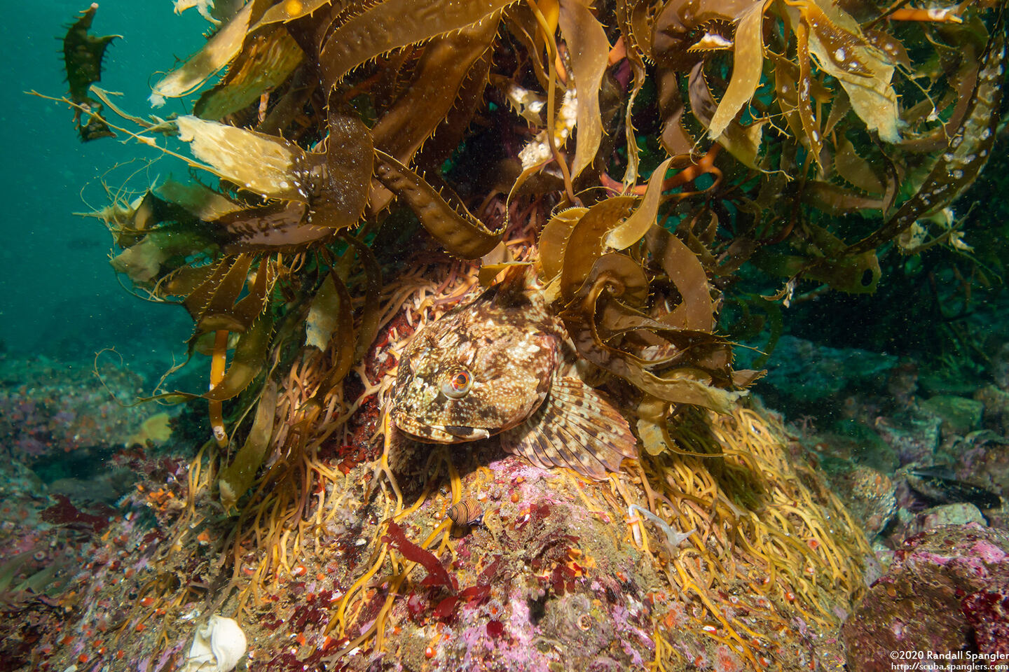 Scorpaenichthys marmoratus (Cabezon); On a kelp holdfast