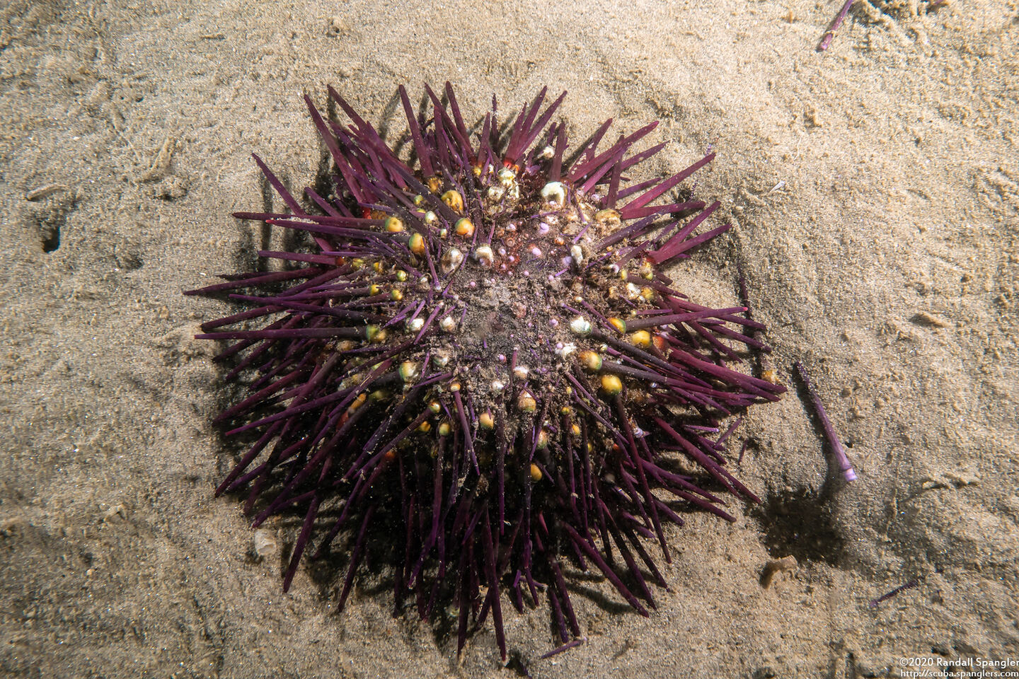 Strongylocentrotus purpuratus (Purple Sea Urchin); Dead urchin