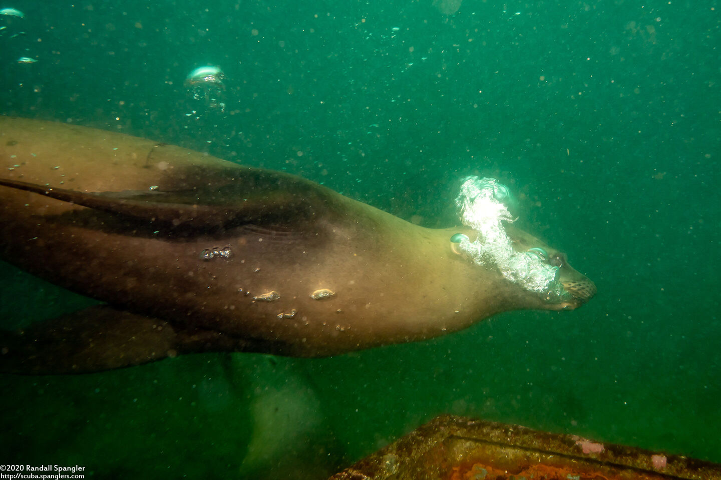 Zalophus californianus (California Sea Lion); Blowing bubbles