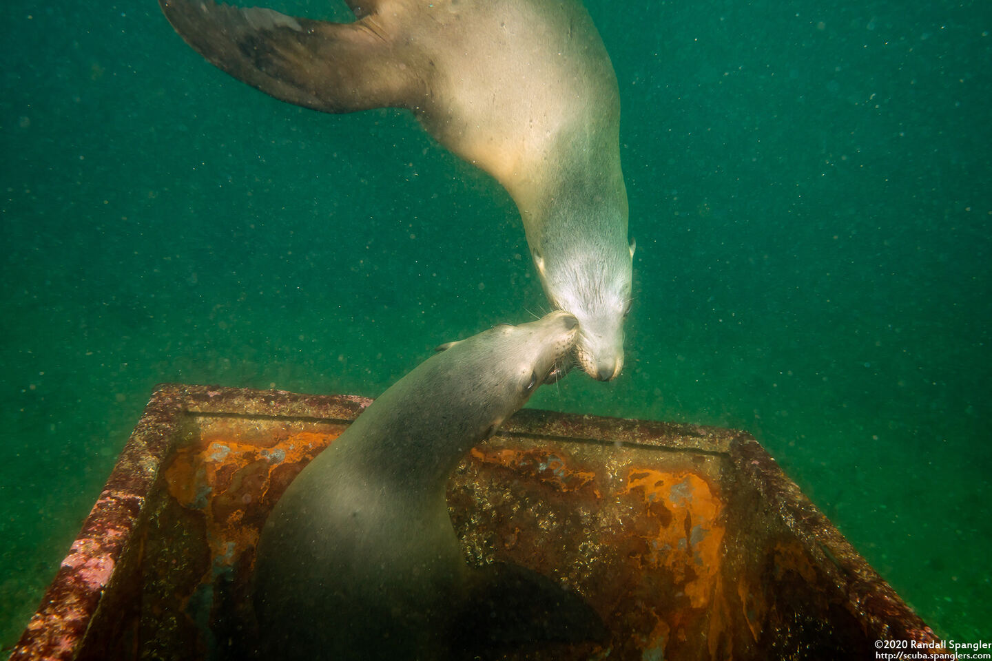 Zalophus californianus (California Sea Lion); Play-fighting over who gets to sit in the box