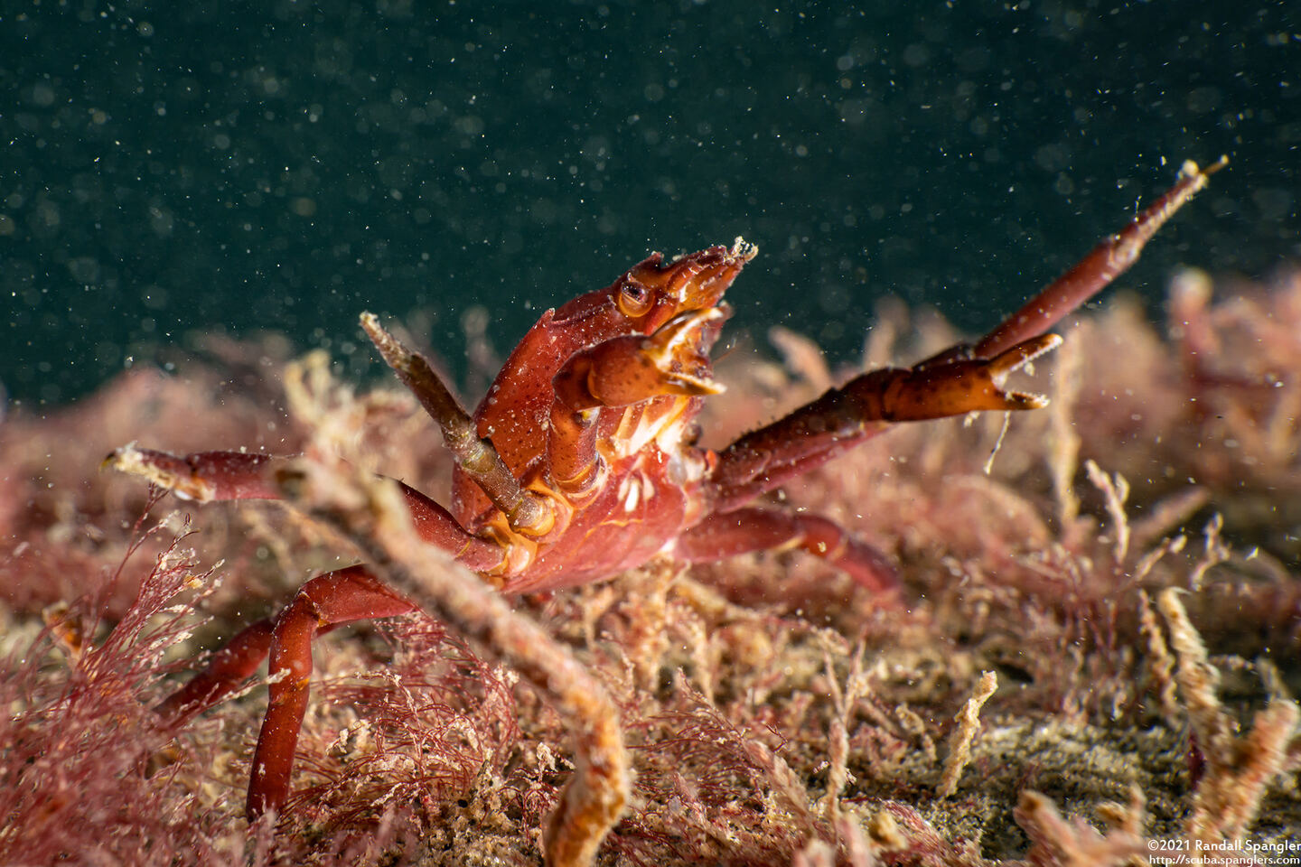 Pugettia producta (Northern Kelp Crab); Small one