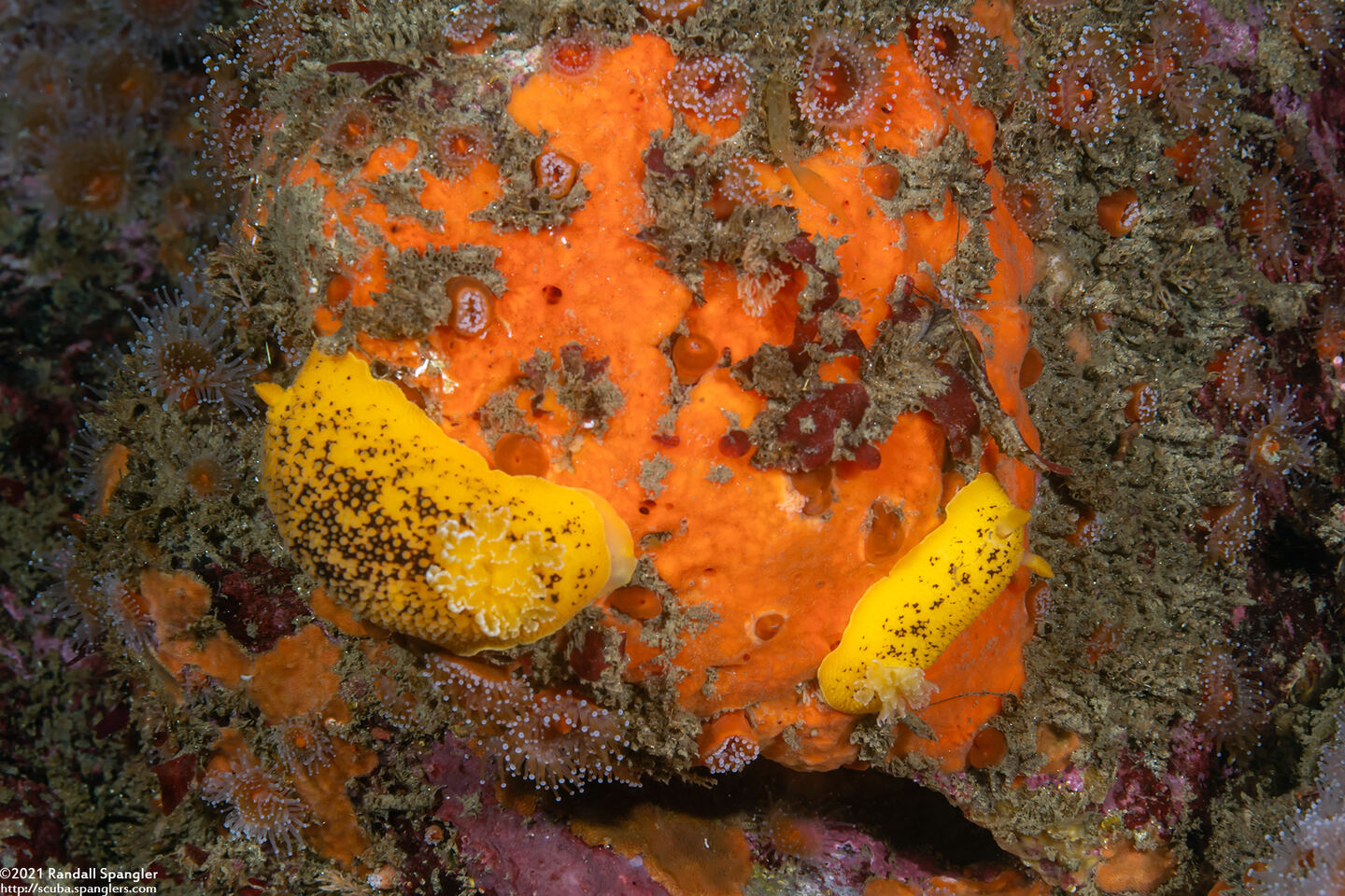 Peltodoris nobilis (Sea Lemon); Eating orange sponge