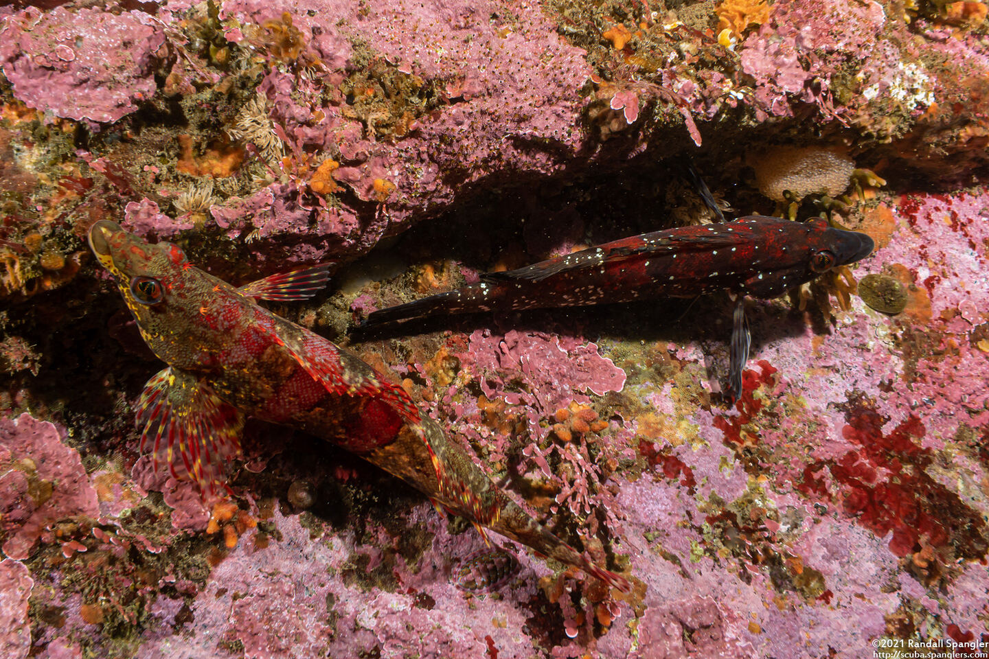 Oxylebius pictus (Painted Greenling); Mated pair with eggs