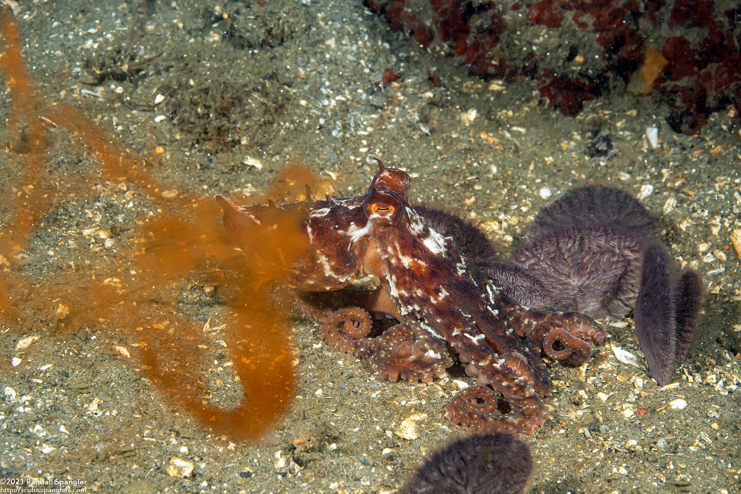 Octopus rubescens (Red Octopus); Octopus with ink in foreground