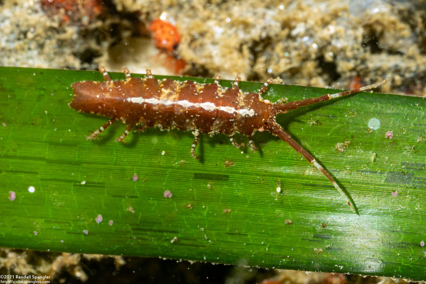 Pentidotea resecata (Kelp Isopod)