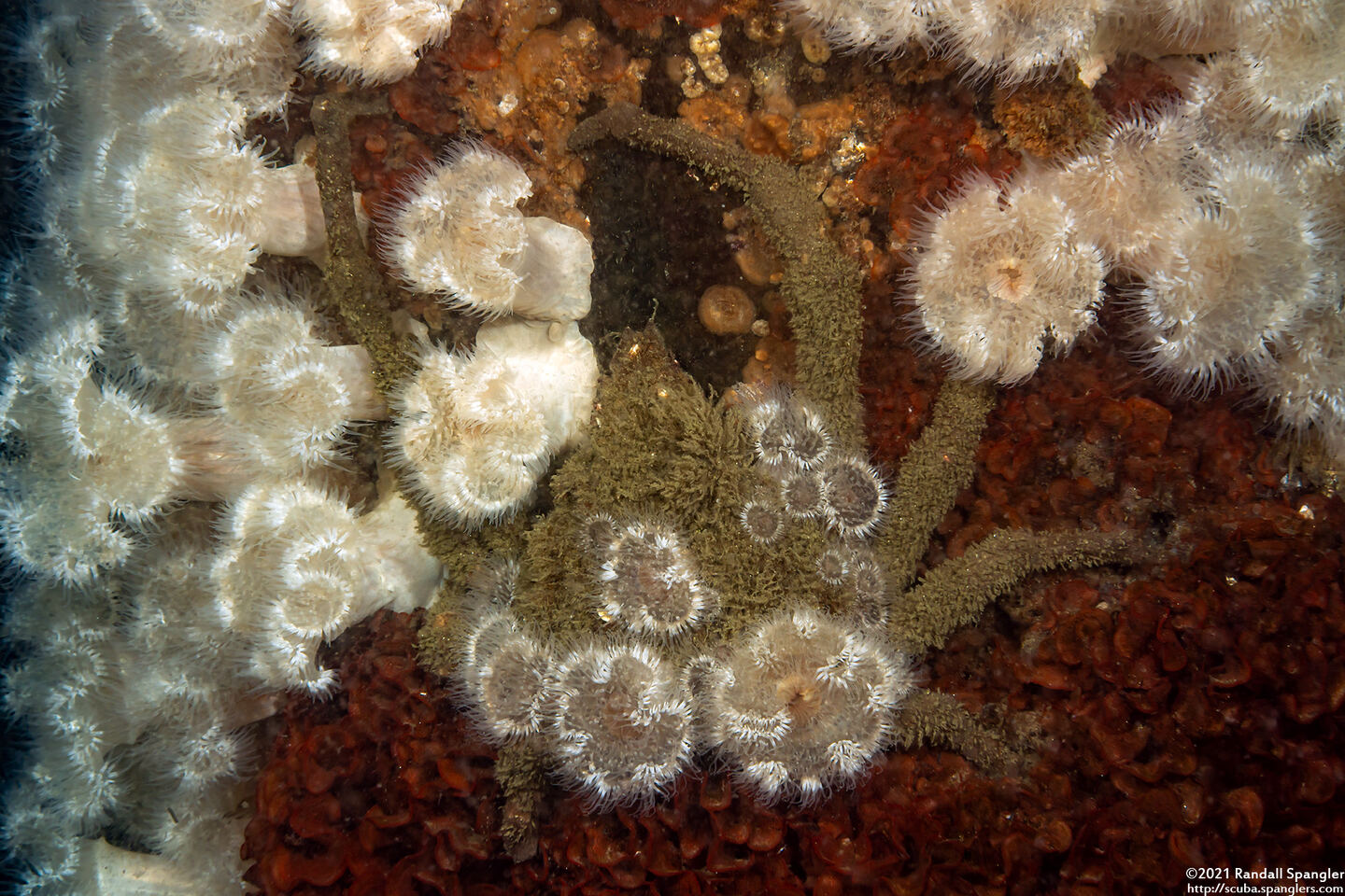 Loxorhynchus crispatus (Masking Crab); Crab covered in anemones