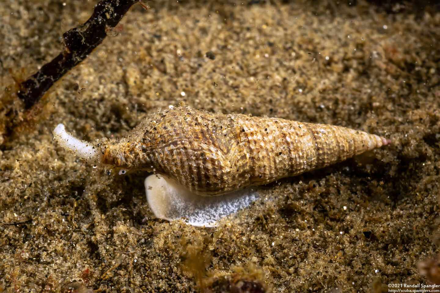 Ophiodermella inermis (Mudflat Snail)