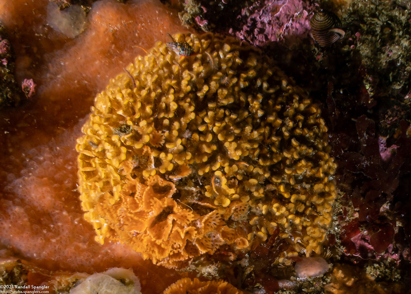Diaperoforma californica (Southern Staghorn Bryozoan)