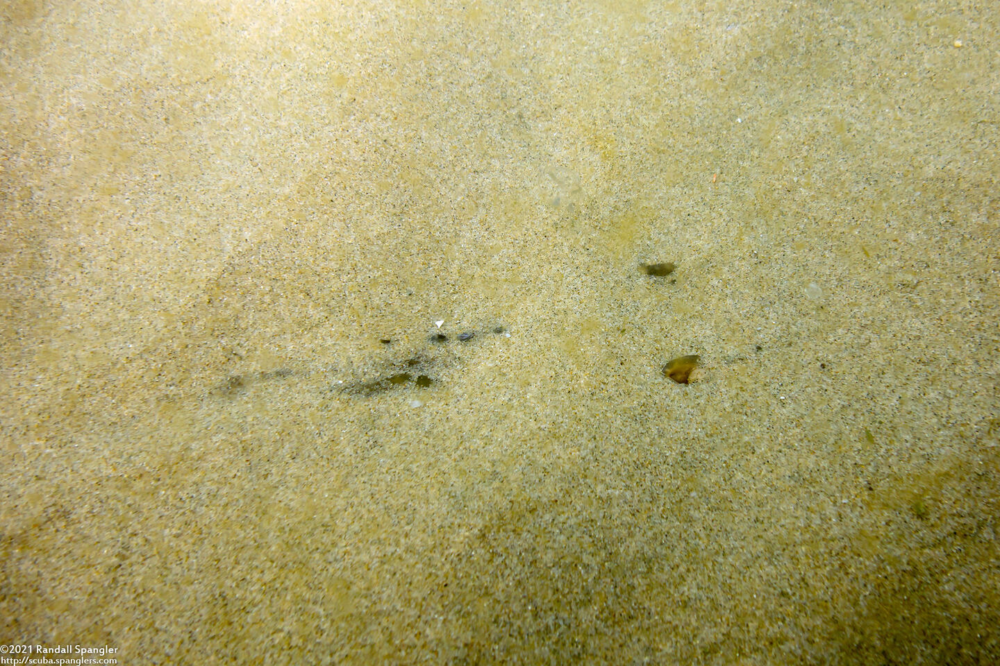 Platyrhinoidis triseriata (Thornback); Buried in sand