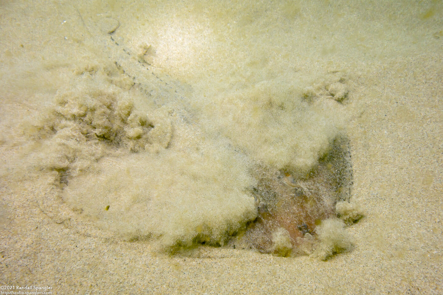 Platyrhinoidis triseriata (Thornback); Burying itself in sand