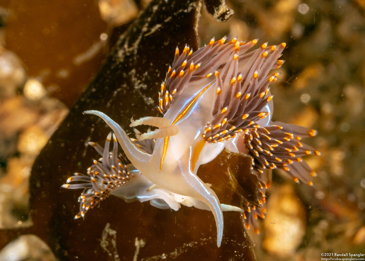 Hermissenda opalescens (Opalescent Nudibranch); Nudibranch eating a smaller one