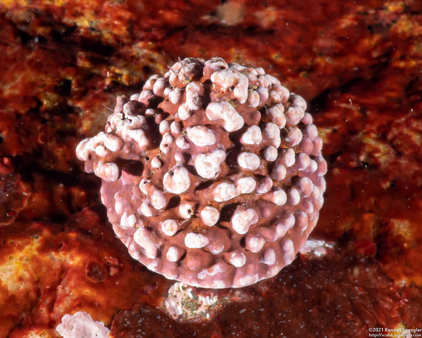 Order Corallinales (Encrusting Coralline Algae); On a limpet shell
