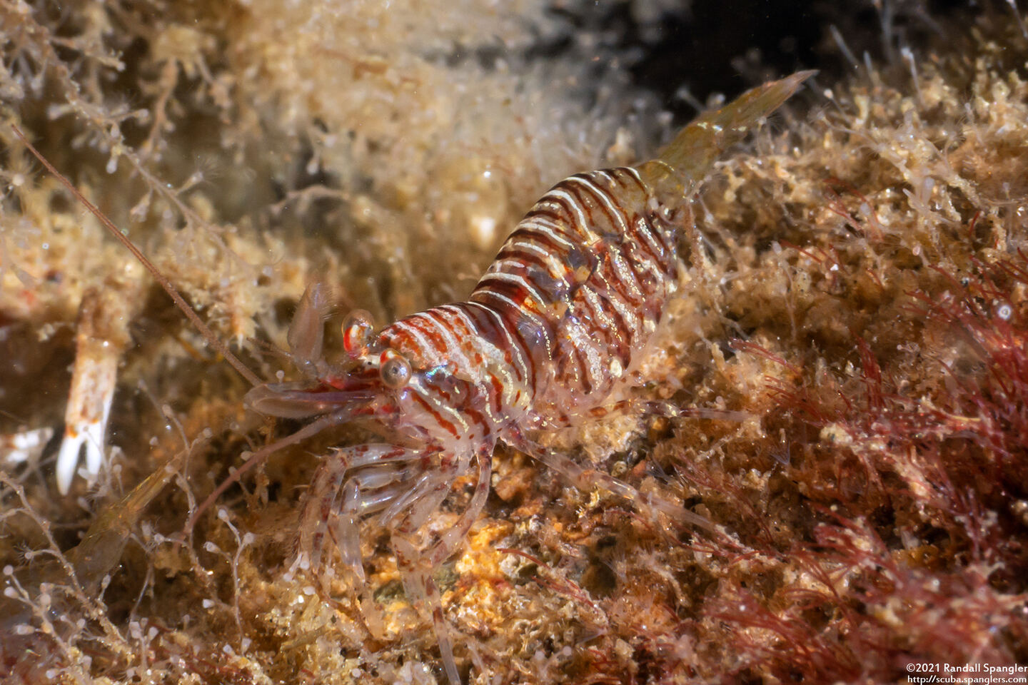 Heptacarpus pugettensis (Barred Shrimp)