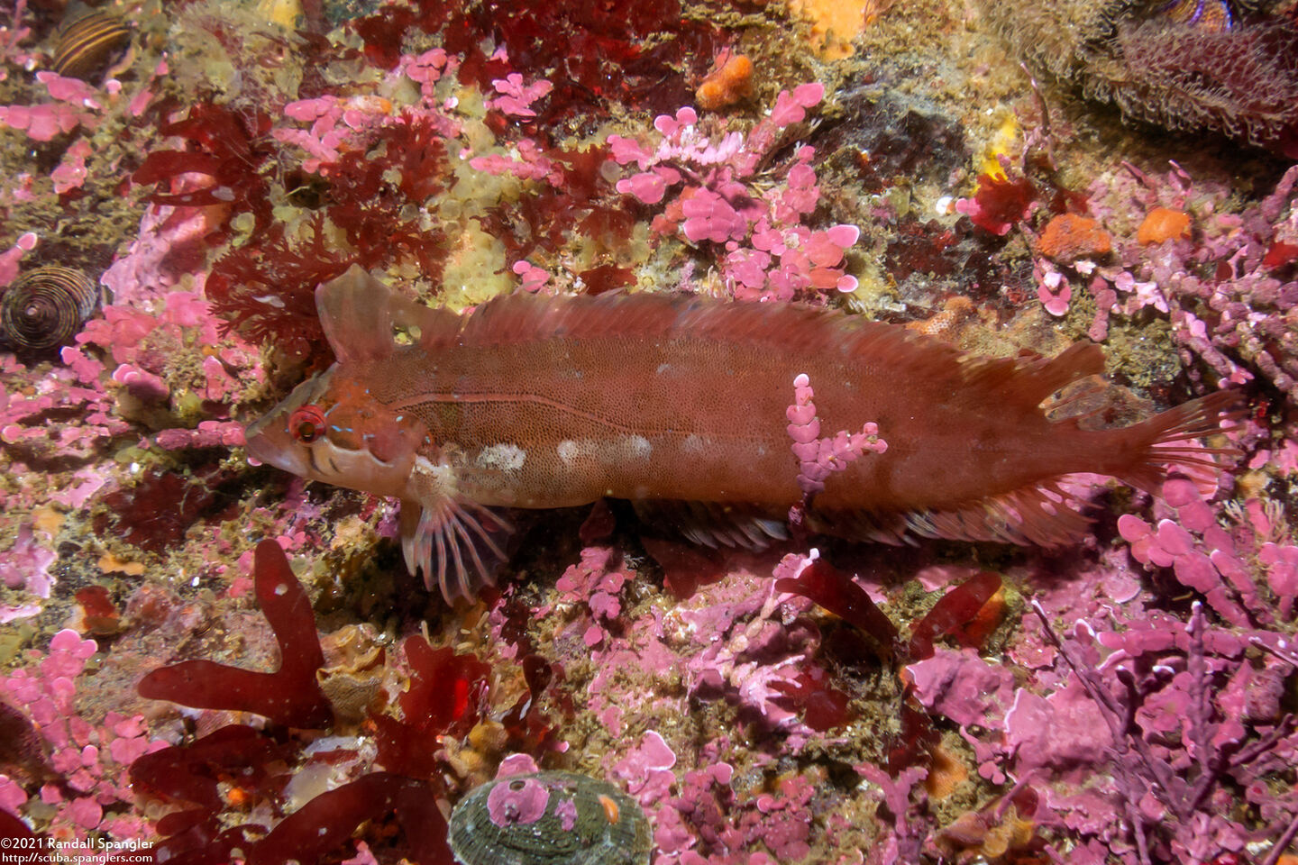 Gibbonsia montereyensis (Crevice Kelpfish); More plainly colored