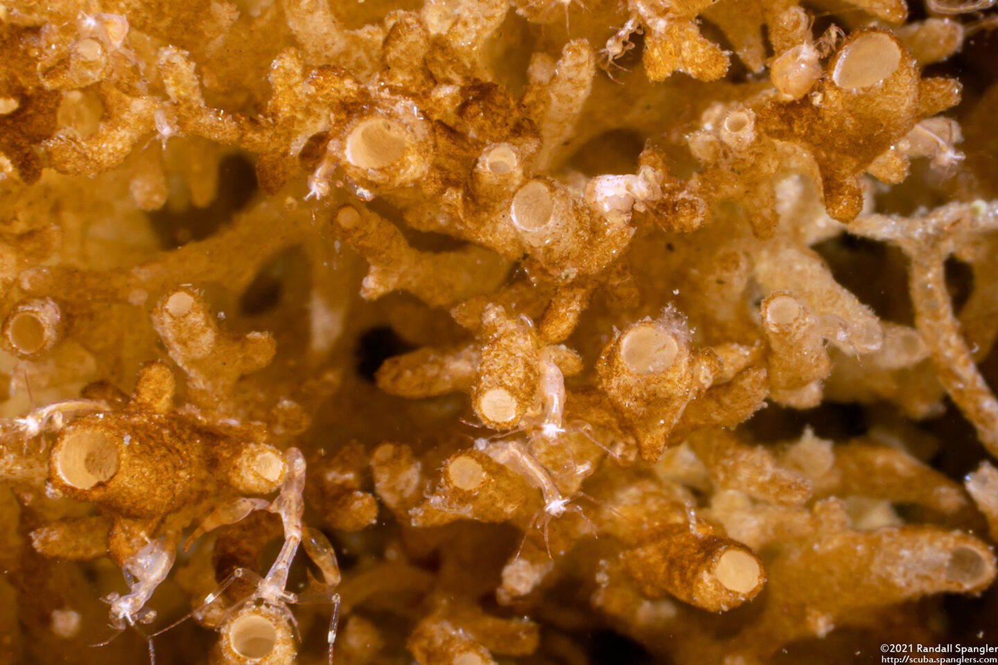 Leucosolenia eleanor (Tube Ball Sponge); Close up