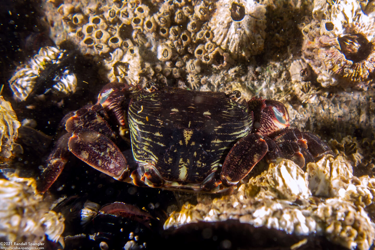 Pachygrapsus crassipes (Lined Shore Crab)