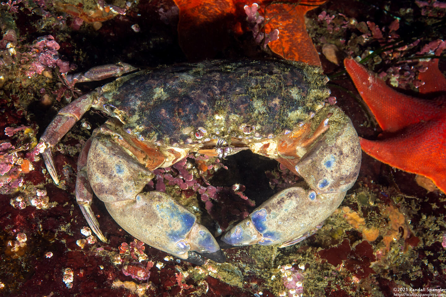 Romaleon antennarium (Pacific Rock Crab)