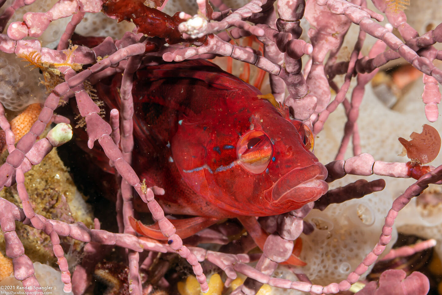 Gibbonsia montereyensis (Crevice Kelpfish); Eyes can rotate independently