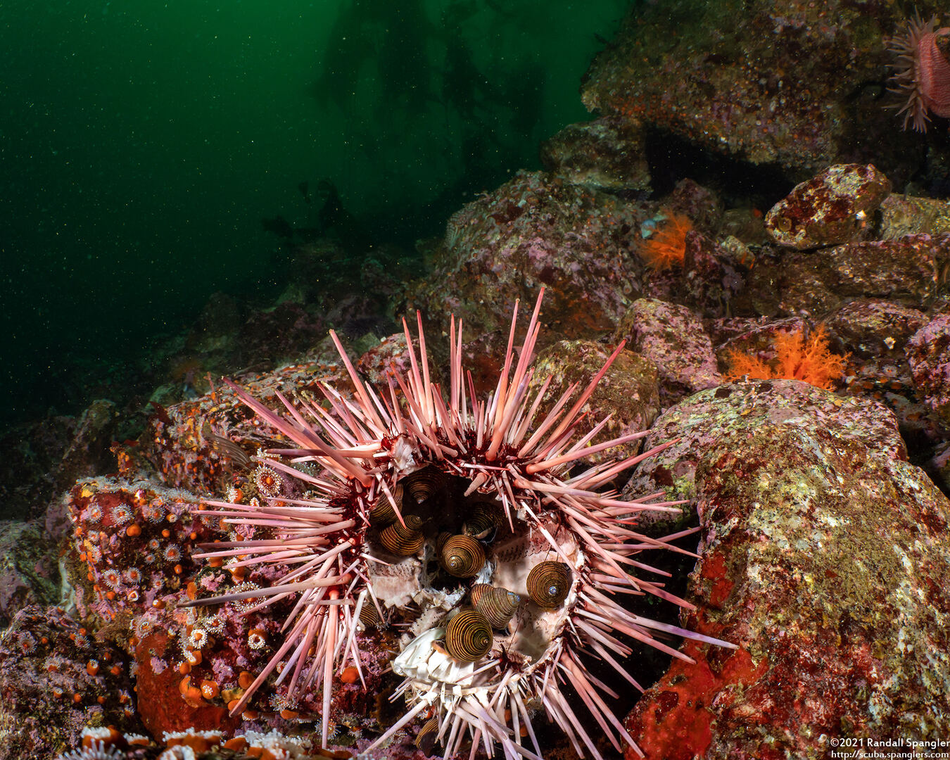 Mesocentrotus franciscanus (Red Sea Urchin); Snails eating dead urchin