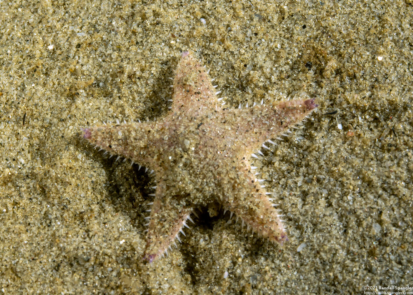 Astropecten armatus (Spiny Sand Star); Tiny juvenile