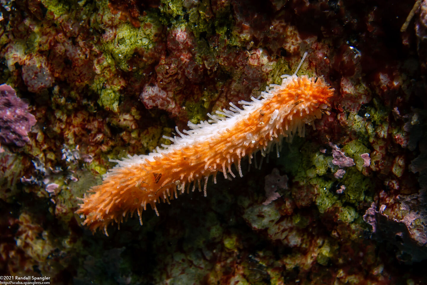 Pachythyone rubra (Red Sea Cucumber)