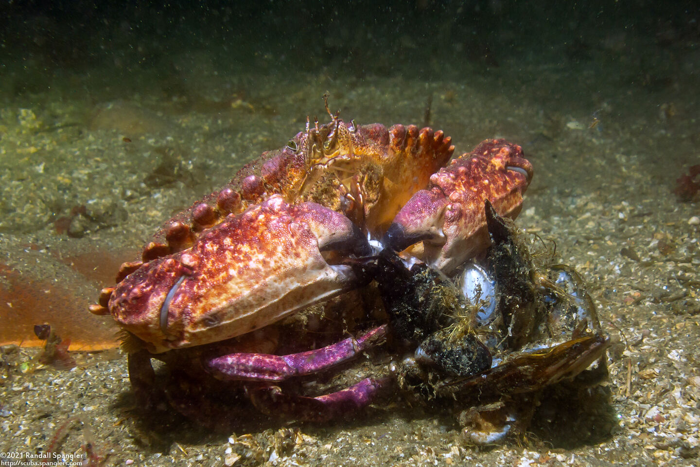 Cancer productus (Red Rock Crab); Eating mussels