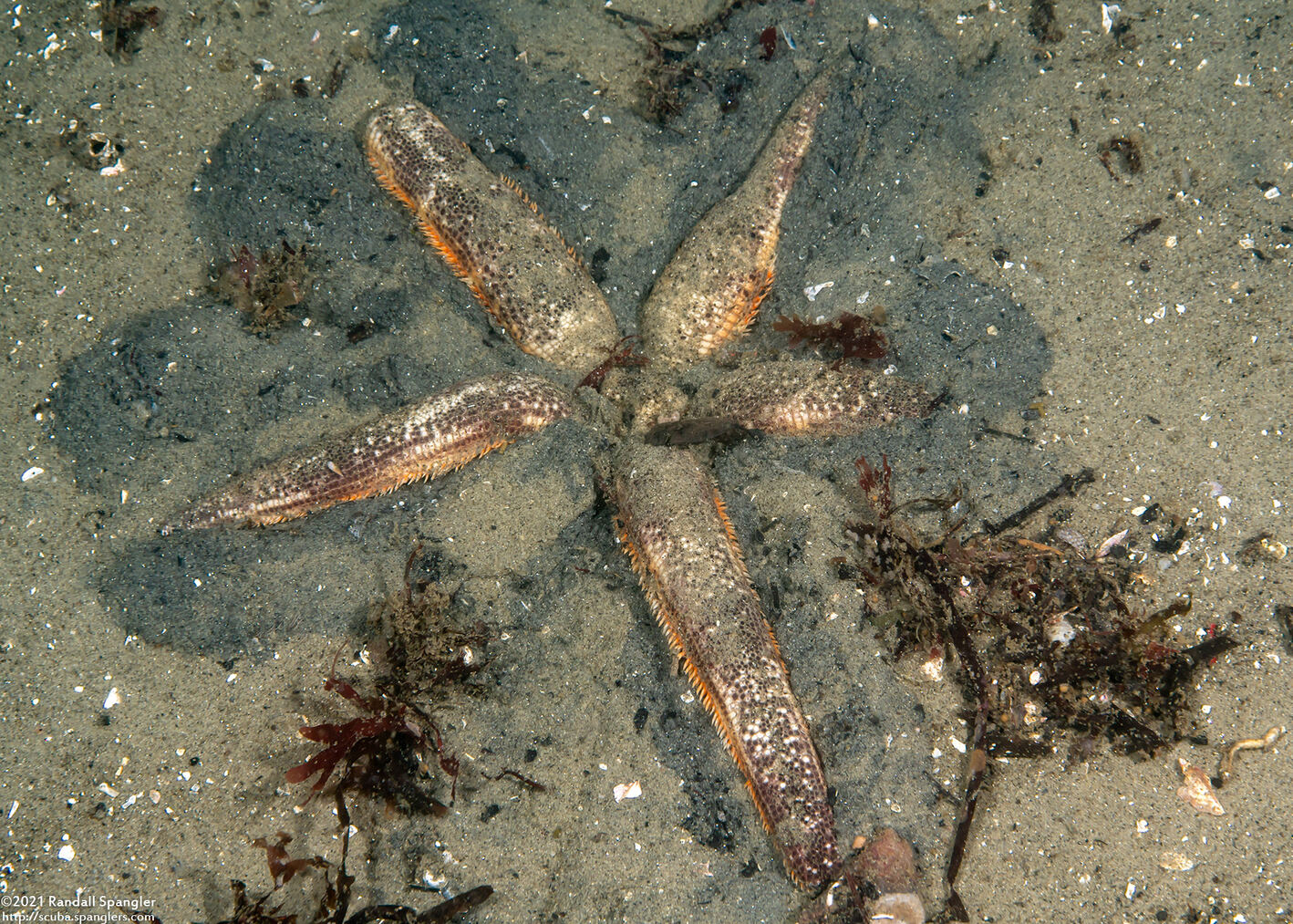 Luidia foliolata (Spiny Mudstar); Emerging from under the sand at night
