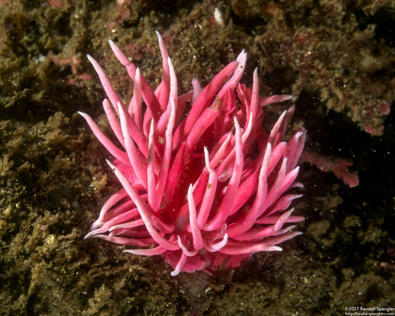 Okenia rosacea (Hopkins' Rose Nudibranch)
