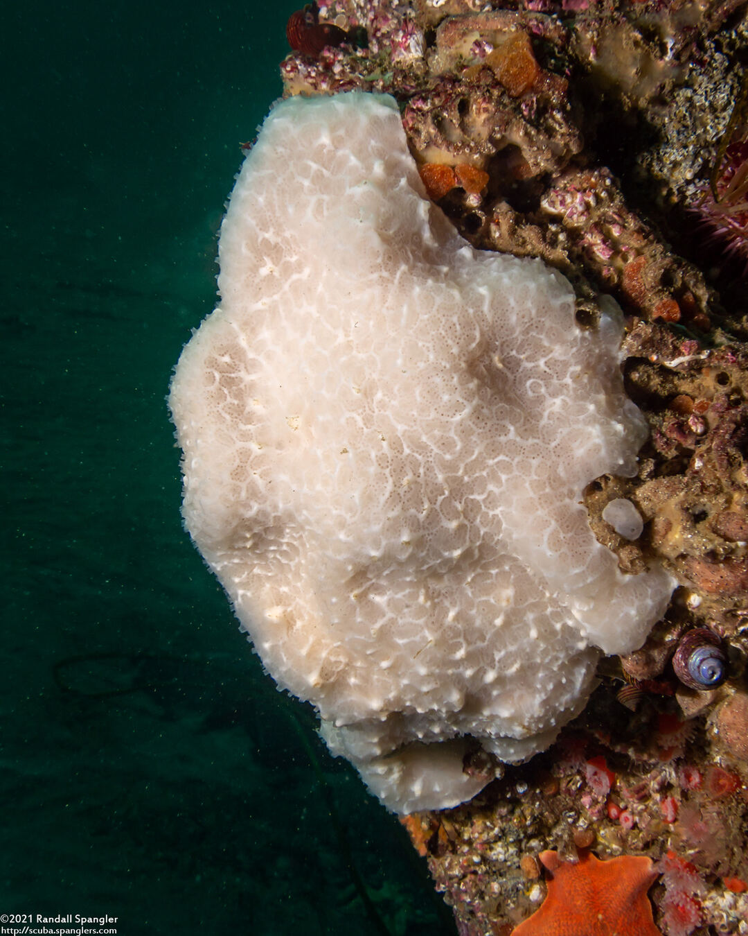 Sea Pork (Aplidium californicum) - Spanglers' Scuba