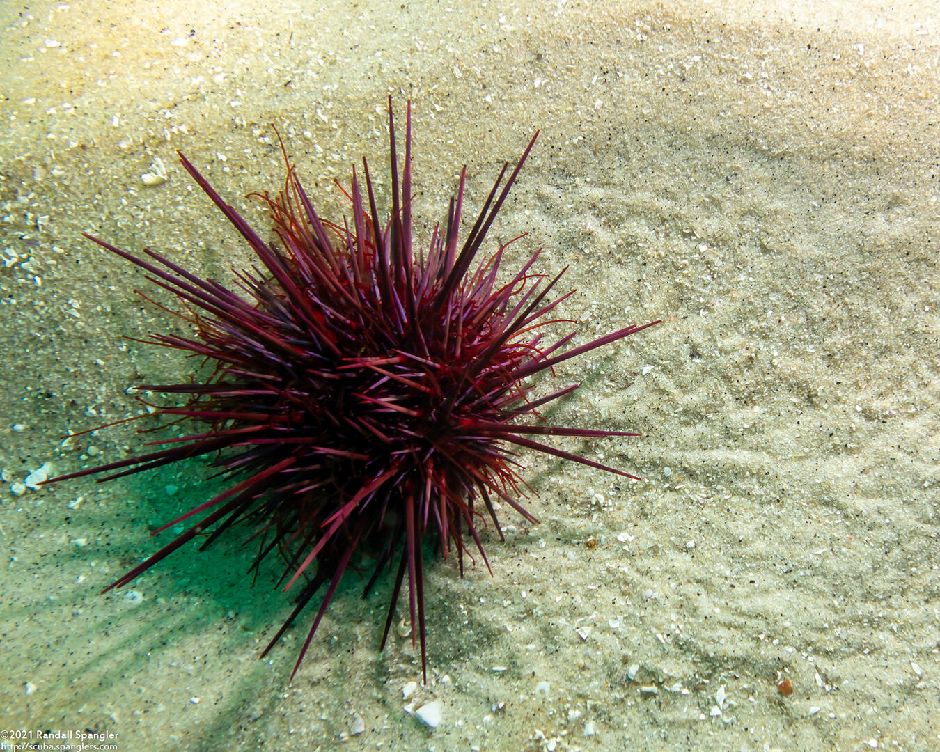 Mesocentrotus franciscanus (Red Sea Urchin); Moving right to left; note trail in sand