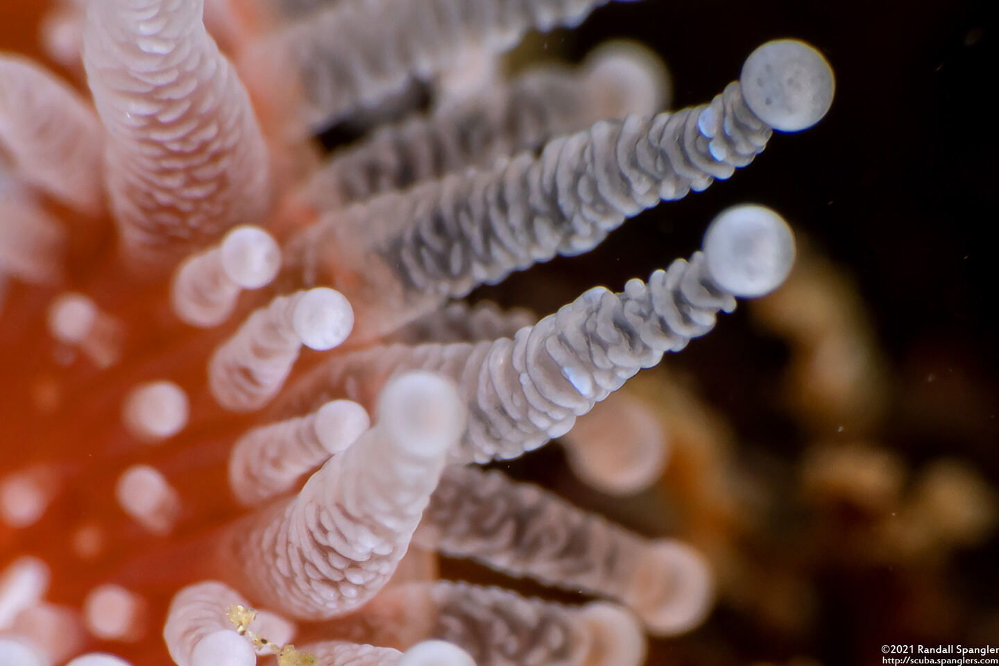 Corynactis californica (Club-Tipped Anemone); Close-up of tentacles