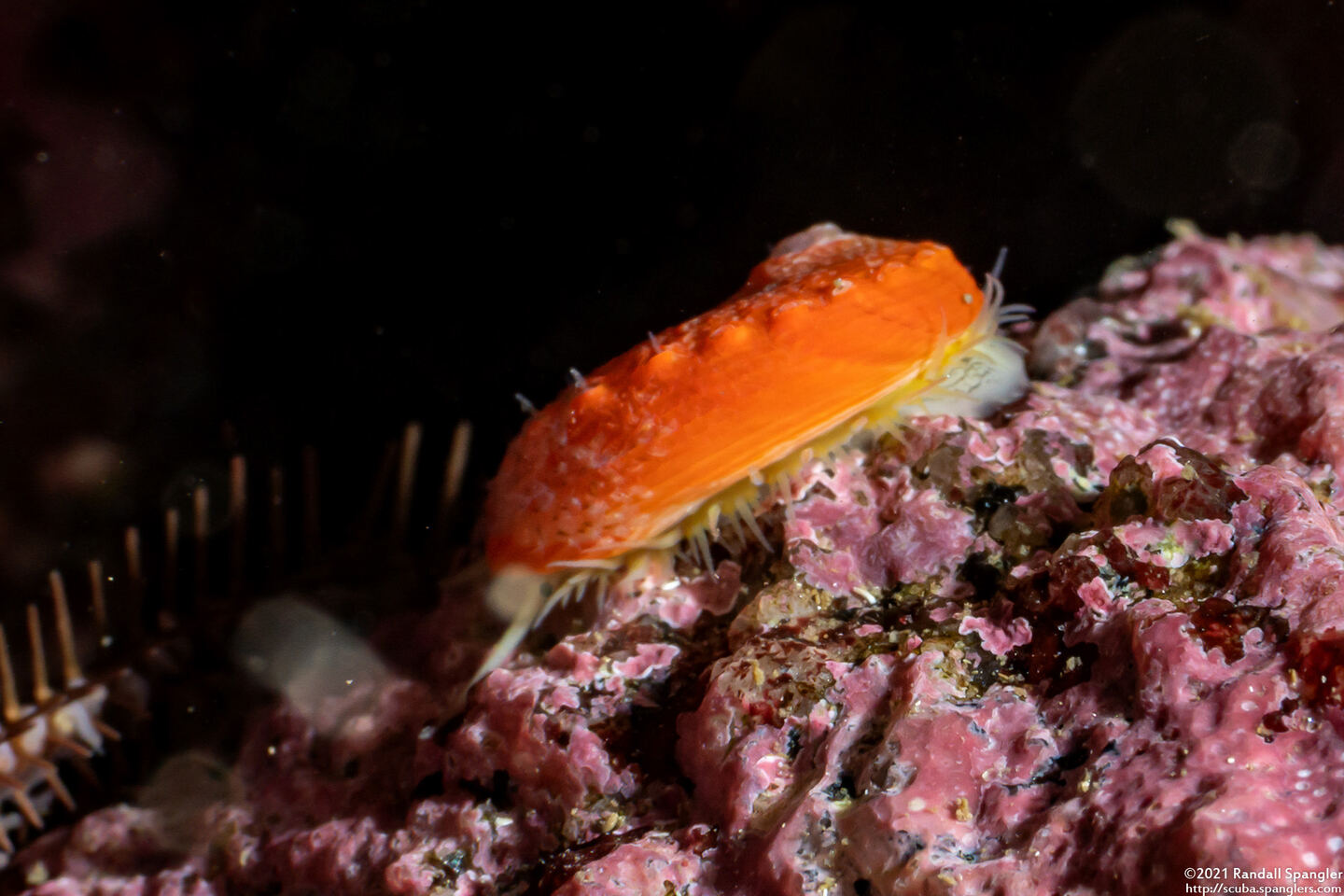 Haliotis rufescens (Red Abalone); Juvenile, about the size of a dime