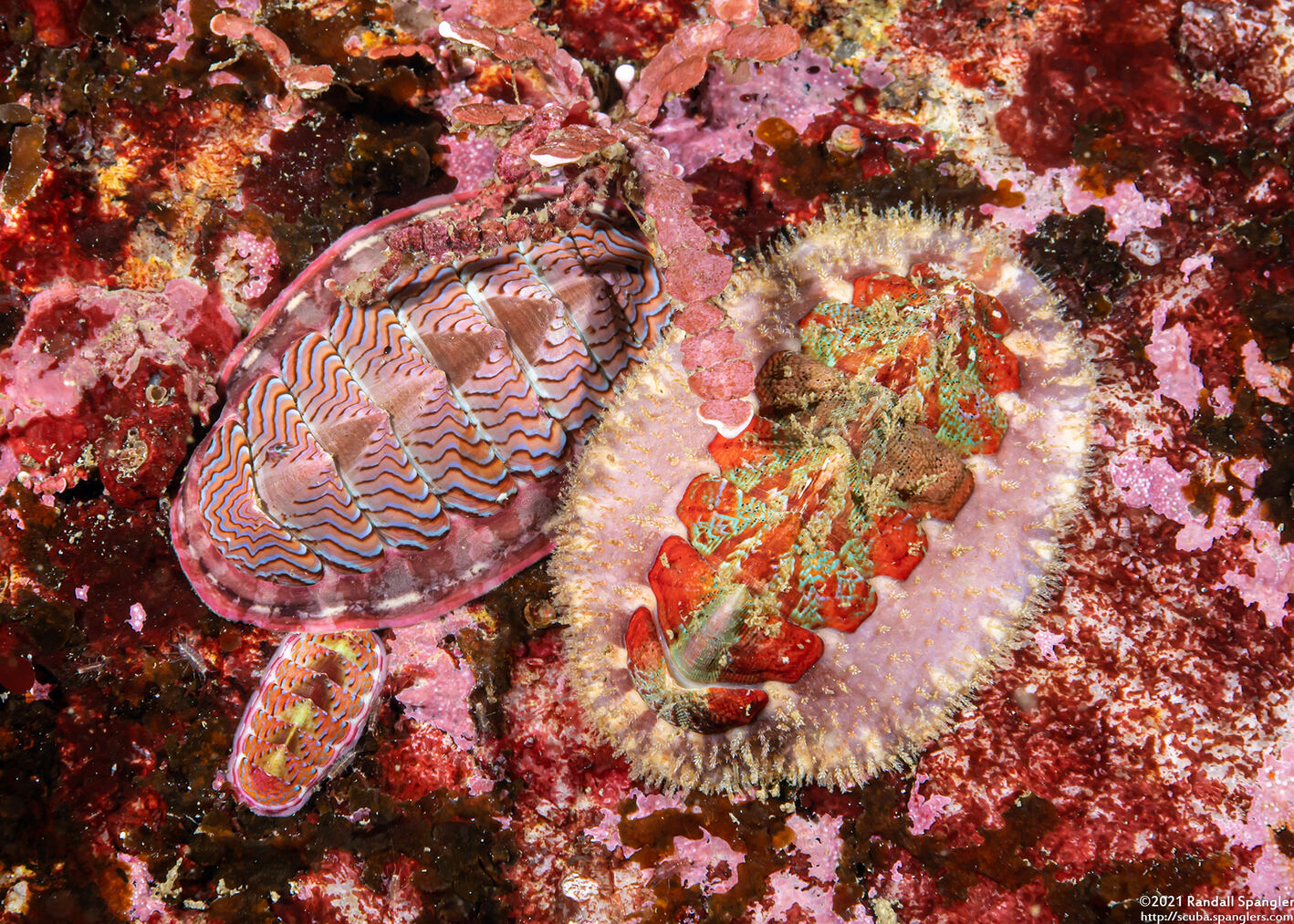 Mopalia spectabilis (Red-Flecked Mopalia); Multiple chiton species; the blue-lined one is tiny