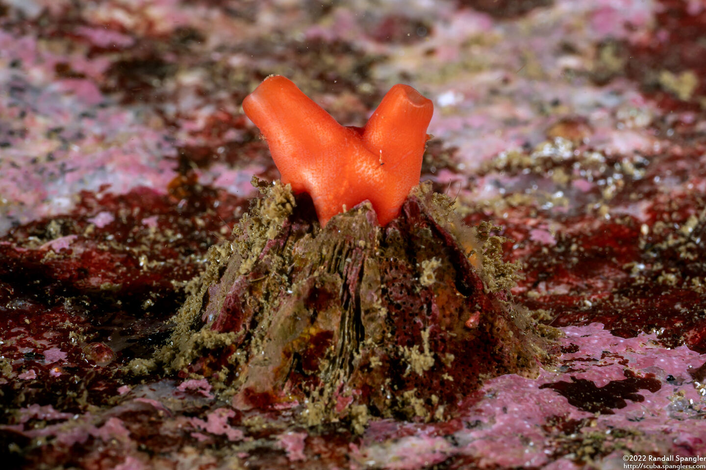 Cnemidocarpa finmarkiensis (Shiny Orange Sea Squirt); Growing inside a barnacle shell