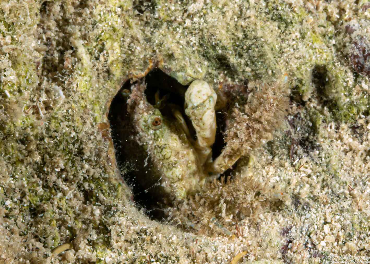Mithraculus sculptus (Green Clinging Crab)