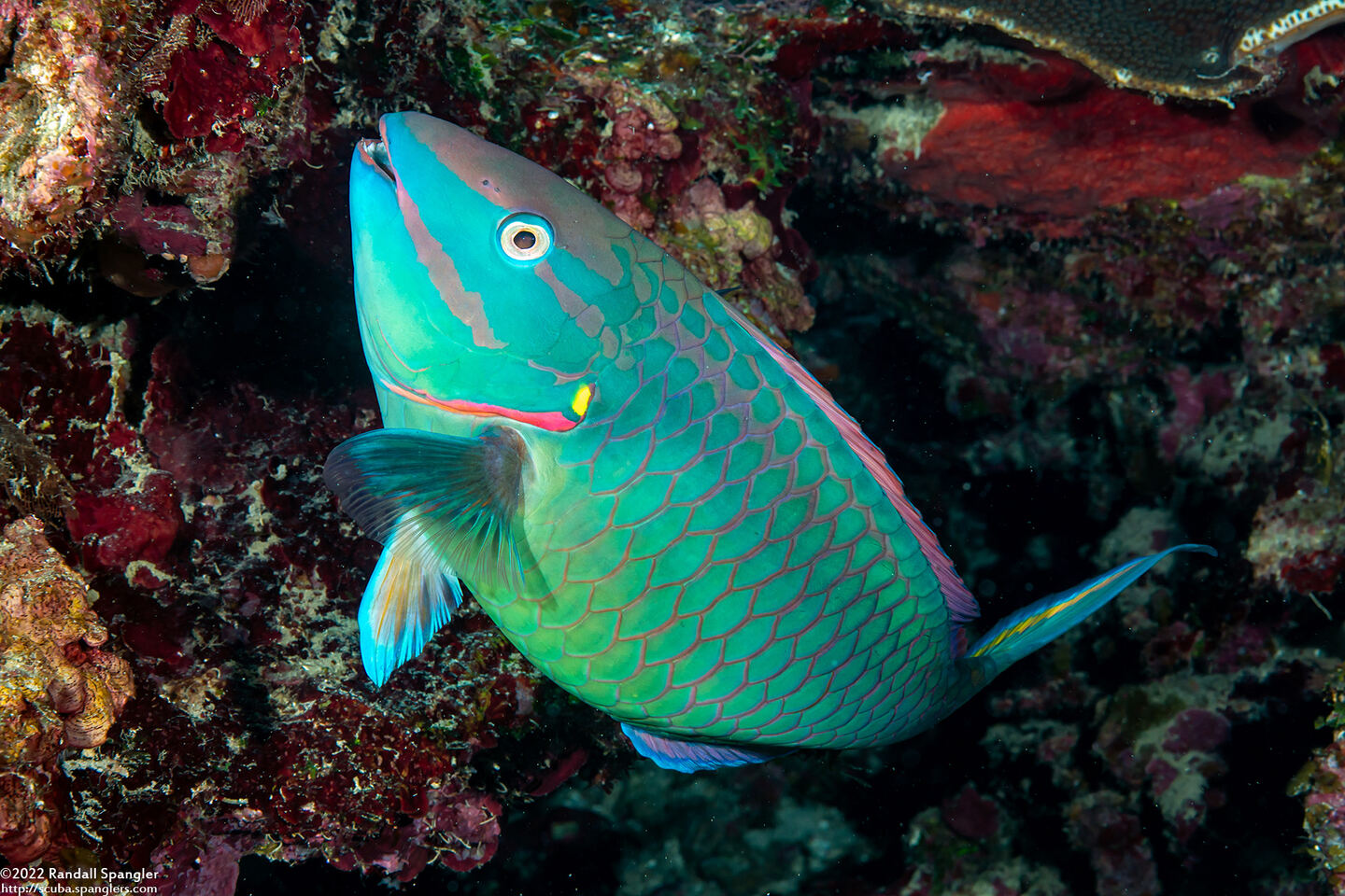 Sparisoma viride (Stoplight Parrotfish)