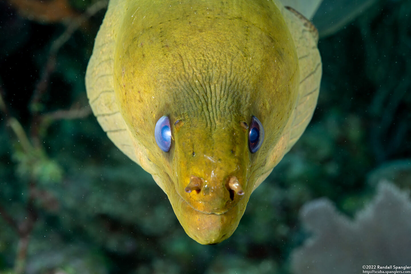 Gymnothorax funebris (Green Moray); About to bump into my camera lens