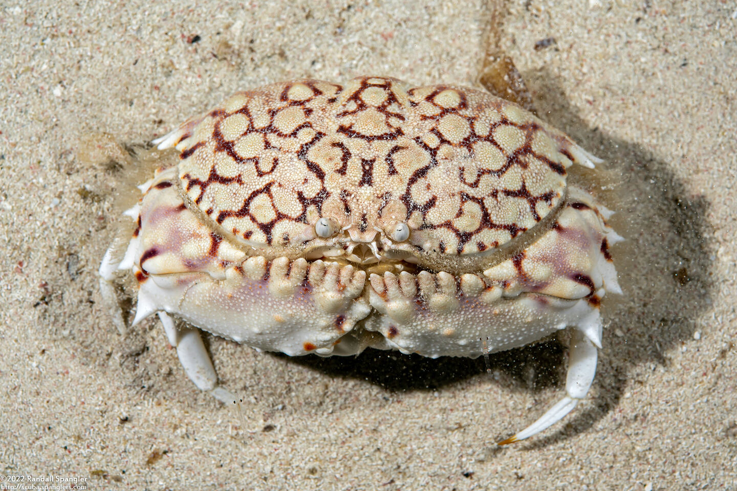 Calappa flammea (Flame Box Crab)