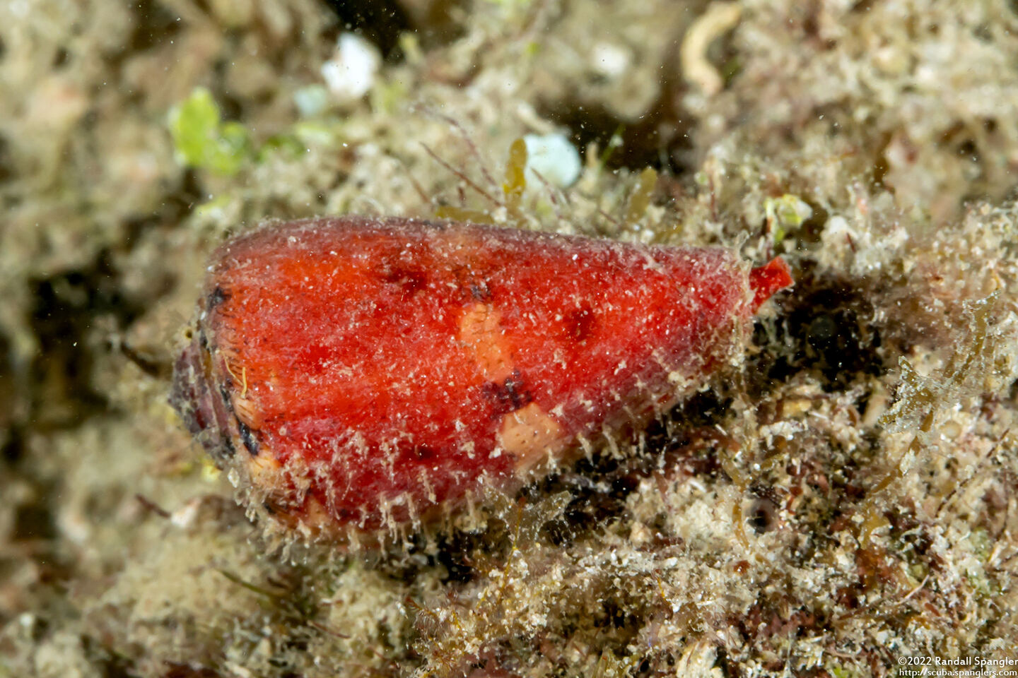 Conus cardinalis (Cardinal Cone Snail)