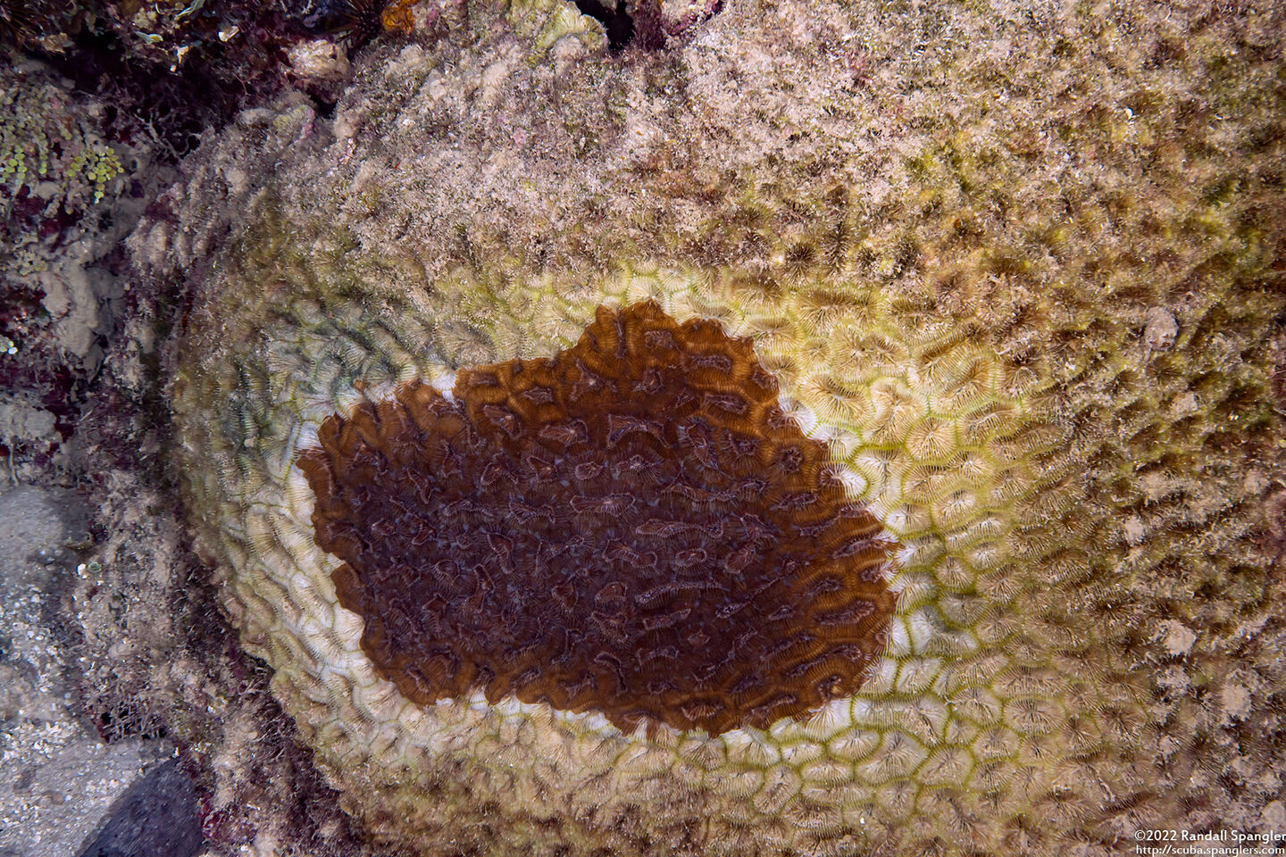 Colpophyllia natans (Boulder Brain Coral); Coral dying and being covered by algae