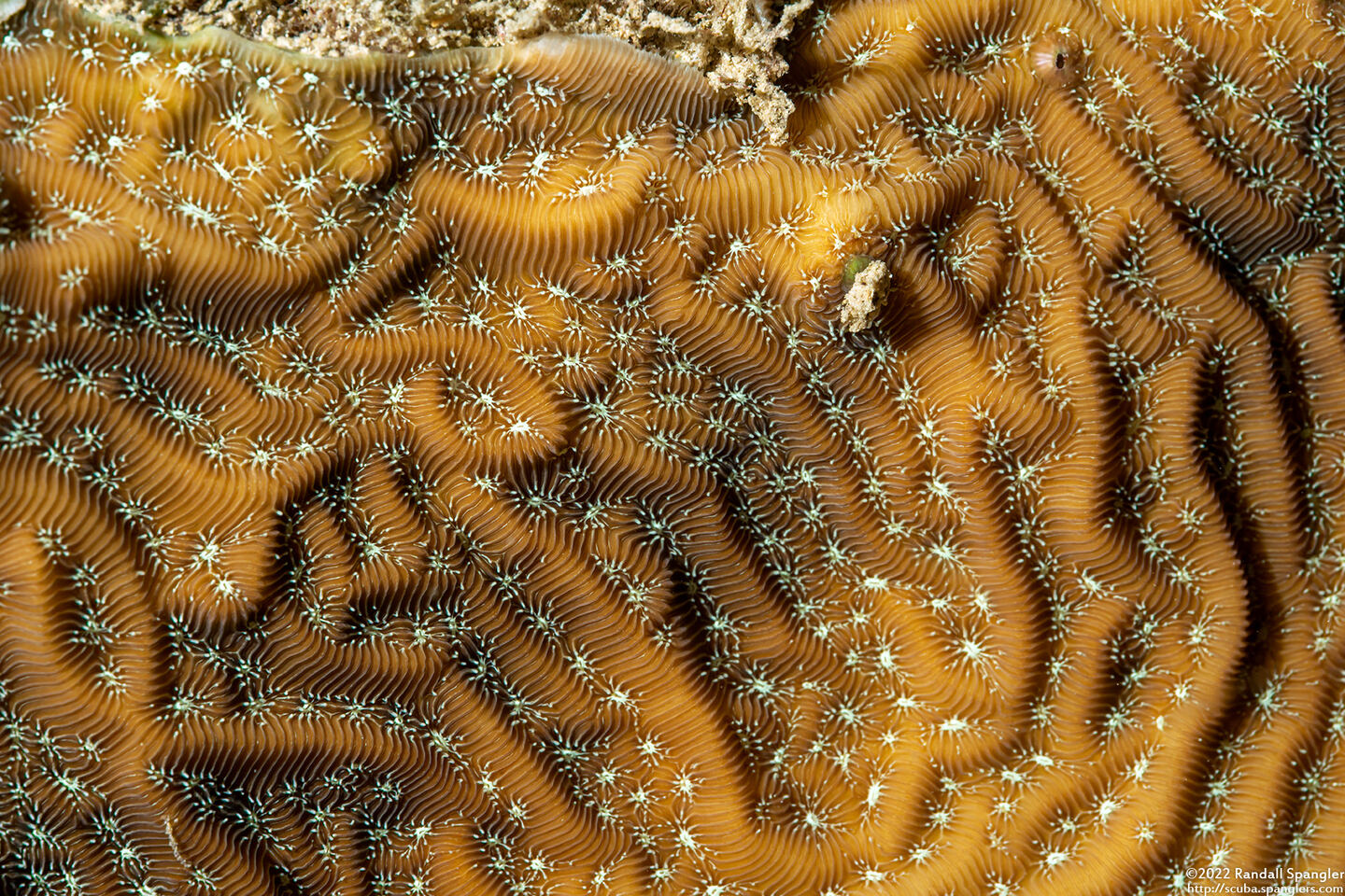 Agaricia lamarcki (Whitestar Sheet Coral)