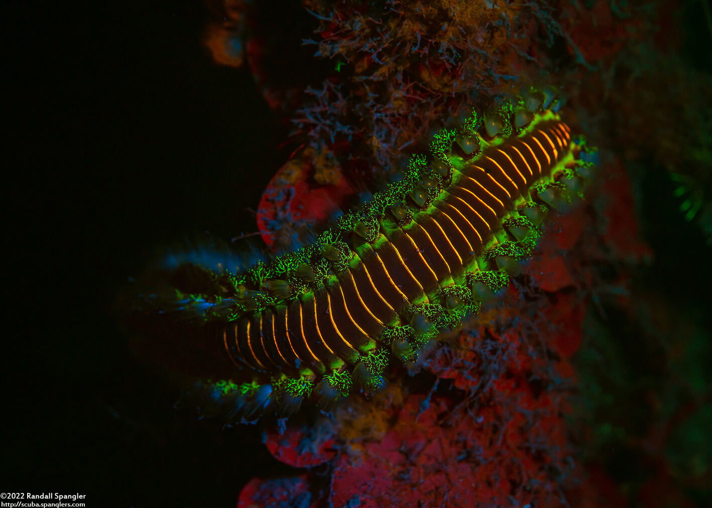Hermodice carunculata (Bearded Fireworm)