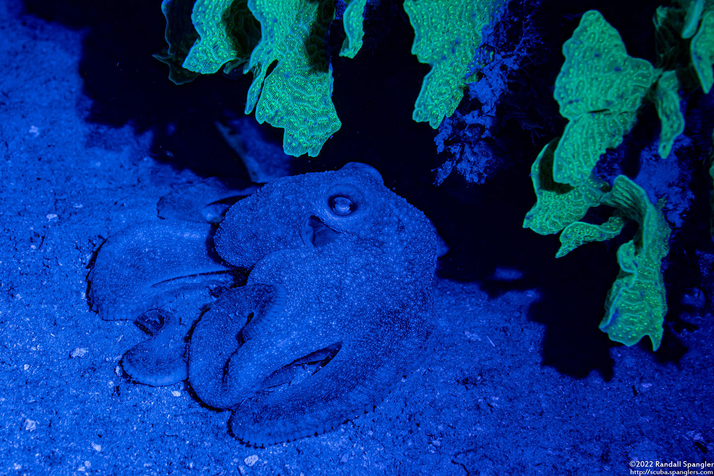 Octopus briareus (Caribbean Reef Octopus); Despite being lime green at night, octopus don't fluoresce