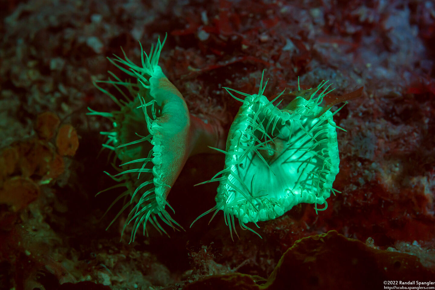 Palythoa grandis (Sun Zoanthid)