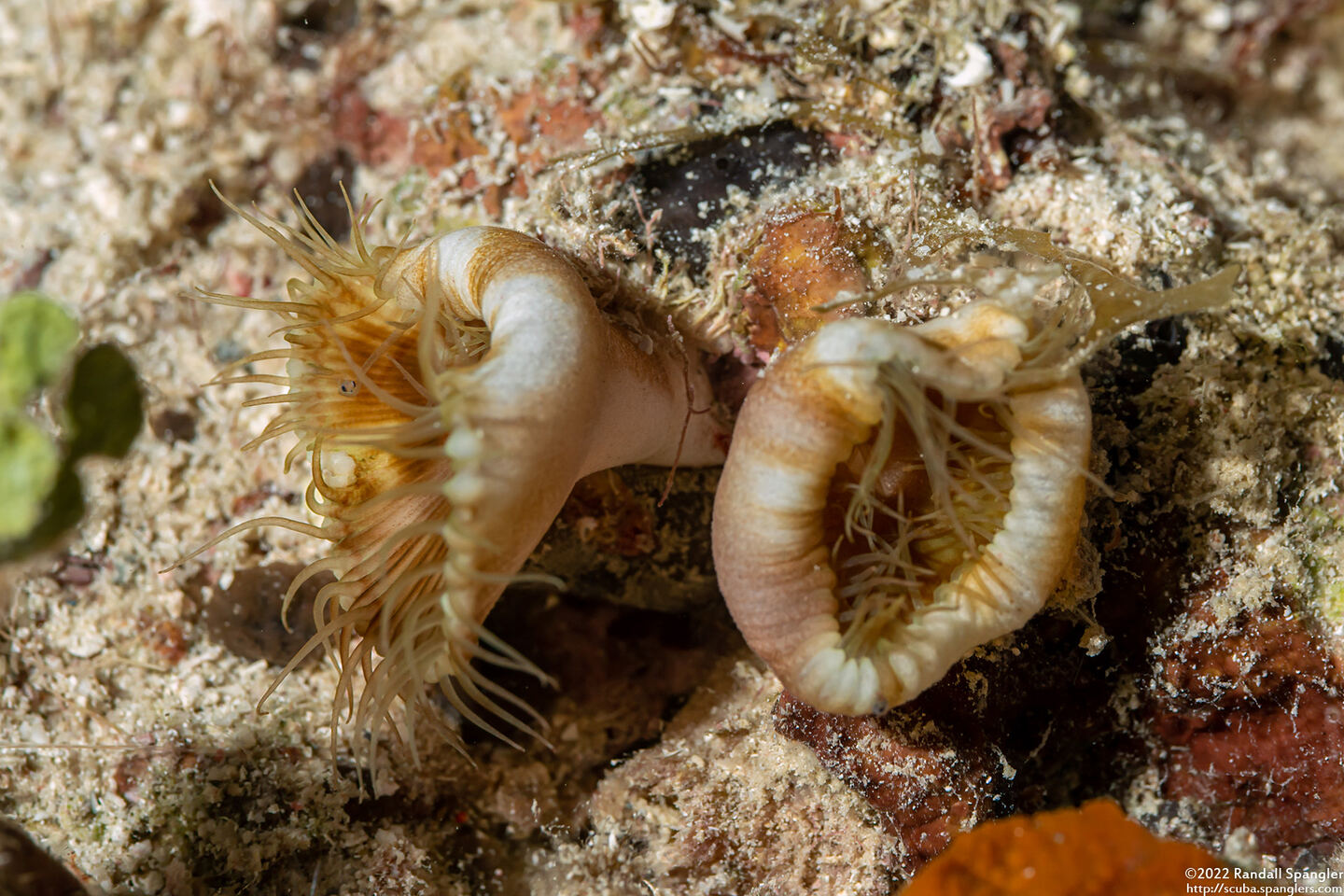 Palythoa grandis (Sun Zoanthid)