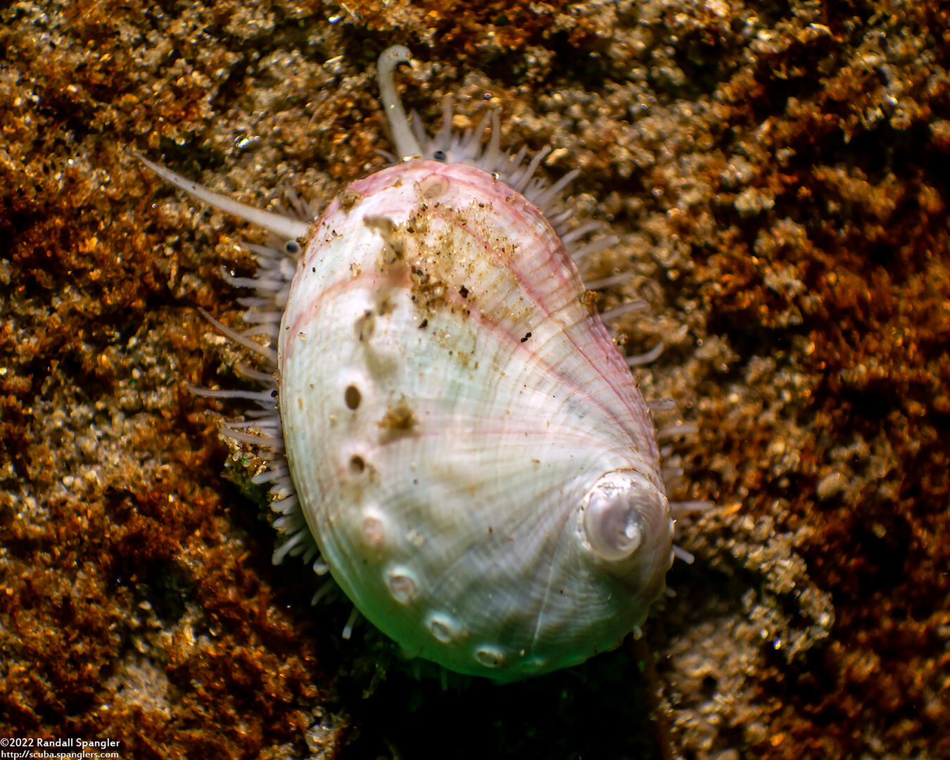 Haliotis rufescens (Red Abalone); Baby,. the size of my fingernail