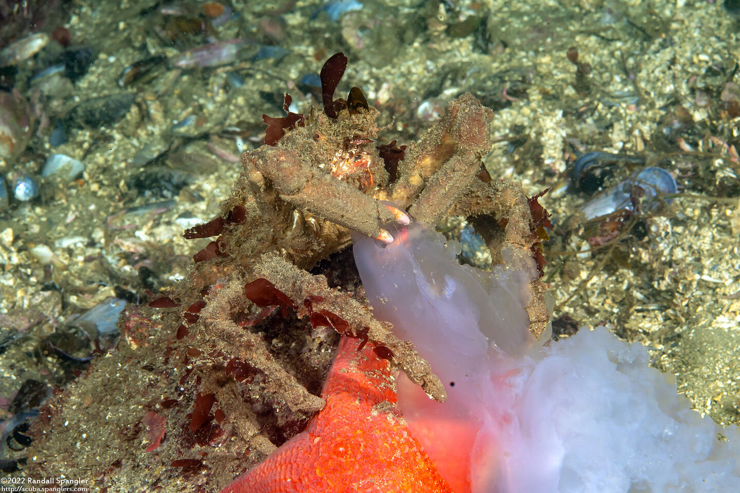 Loxorhynchus crispatus (Masking Crab); Eating a moon jelly